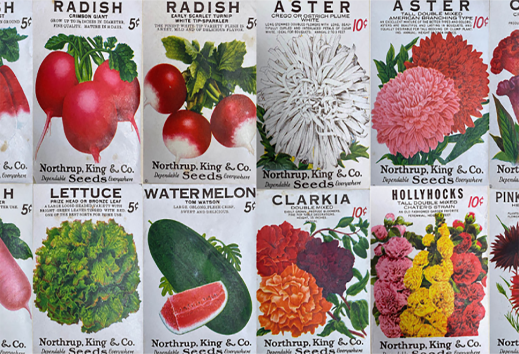 Image of packets of flower and vegetable seeds sent as a contribution to hope for a better future.